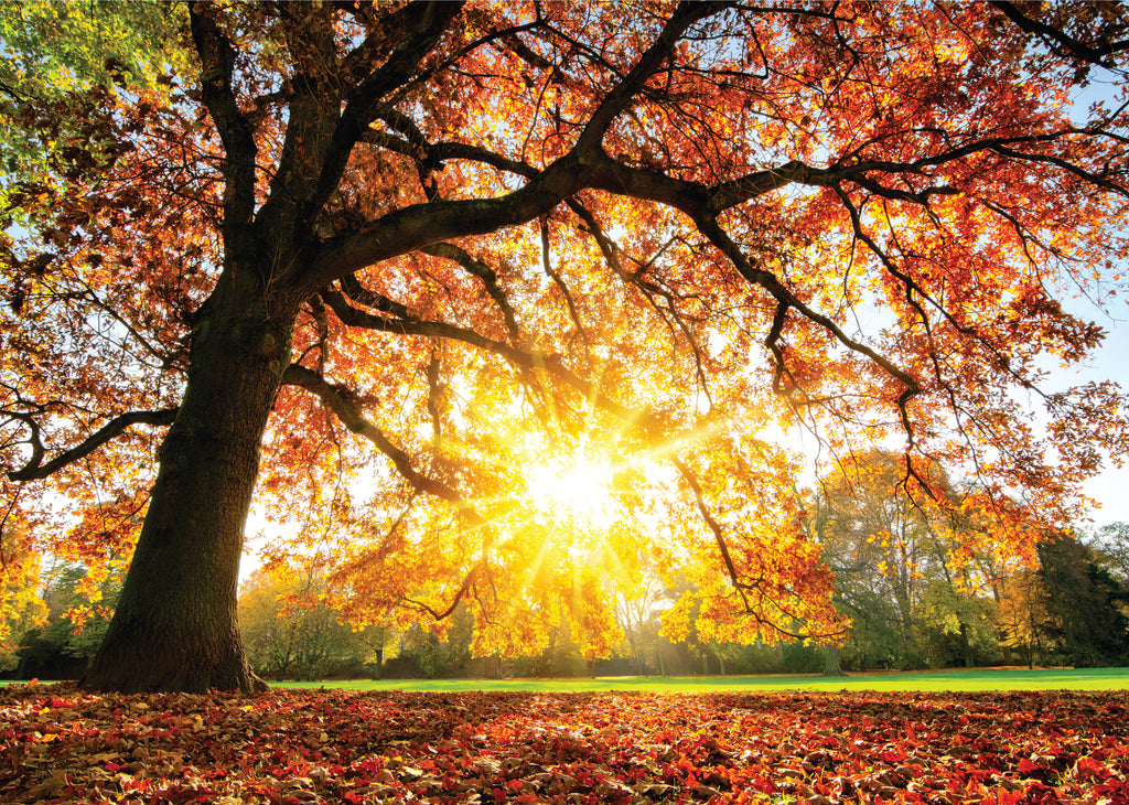 Carvalho majestoso ao pôr do sol de outono