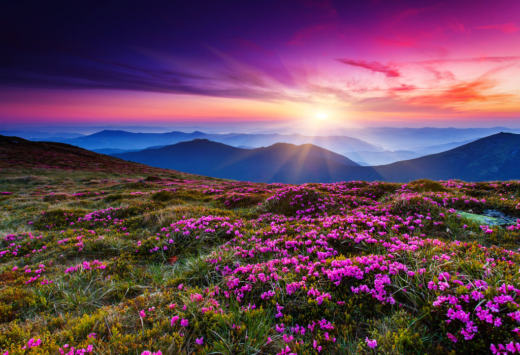Flores na montanha