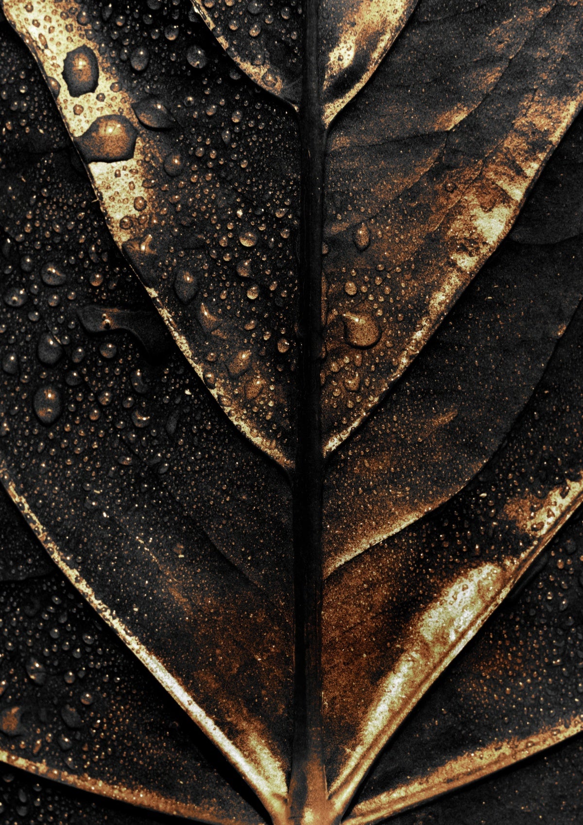 Golden Plant 10