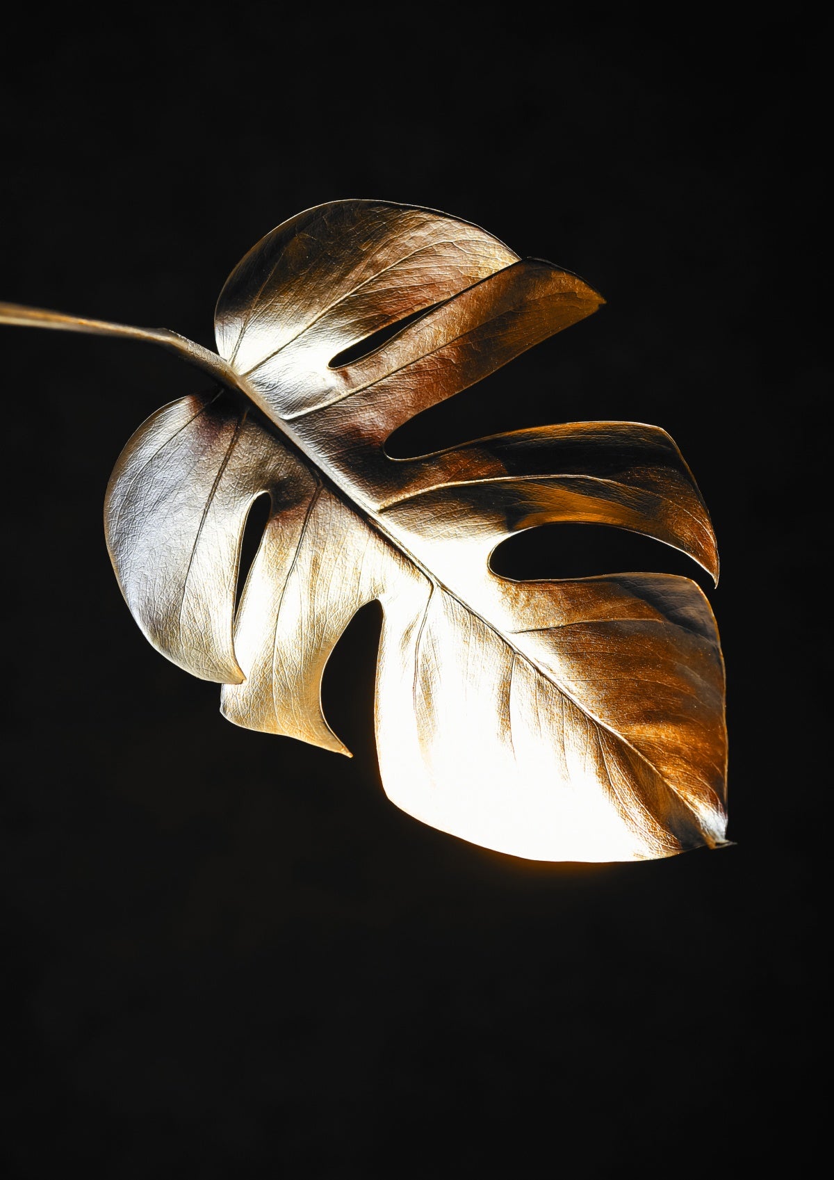 Golden Plant 5