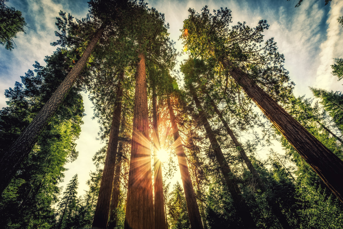 Nascer do sol nas sequoias, Bosque de Mariposa, Parque Nacional de Yosemite, Califórnia